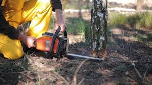 Best Tree Health Inspection  in Avenal, CA