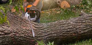 Best Stump Grinding and Removal  in Avenal, CA