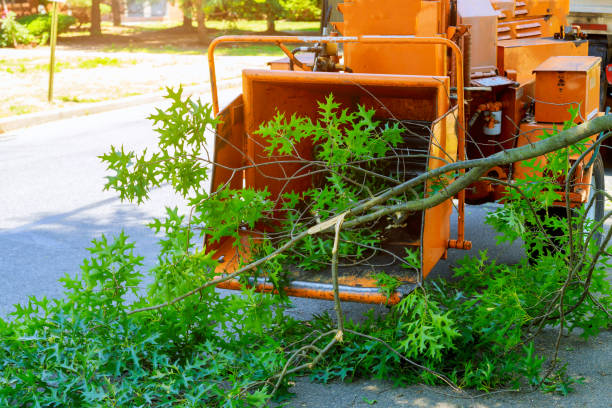 Best Hazardous Tree Removal  in Avenal, CA