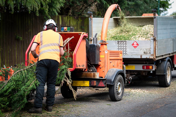 Best Fruit Tree Pruning  in Avenal, CA