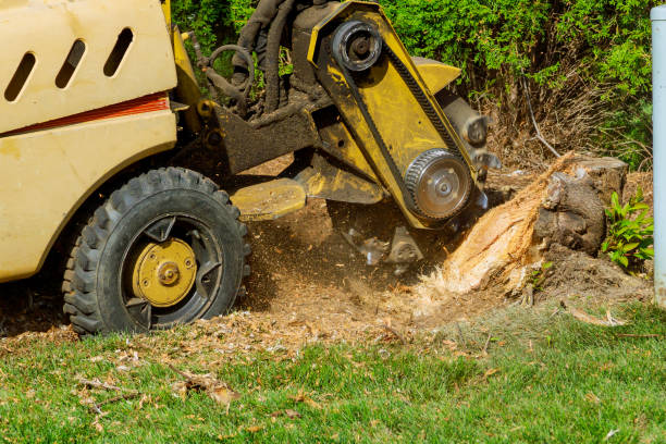 Best Lawn Drainage Solutions  in Avenal, CA