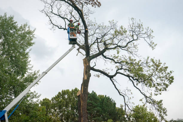 Professional Tree Care Services in Avenal, CA