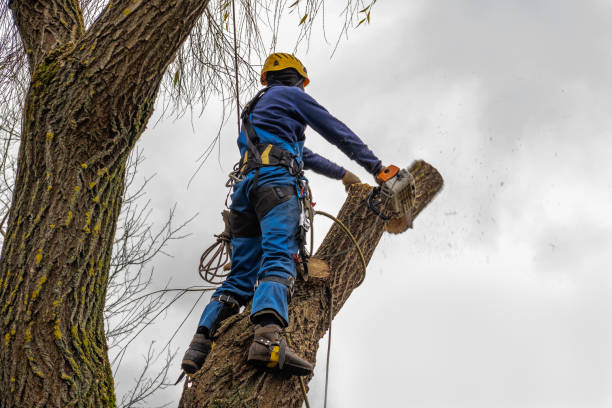 Best Tree Disease Treatment  in Avenal, CA