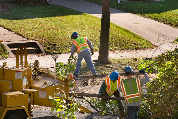 Best Palm Tree Trimming  in Avenal, CA