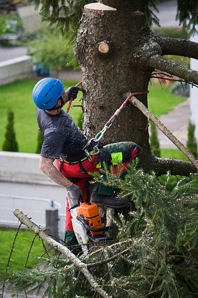 Best Leaf Removal  in Avenal, CA