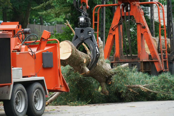 Best Hedge Trimming  in Avenal, CA