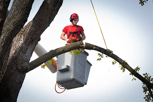 Best Tree Preservation Services  in Avenal, CA