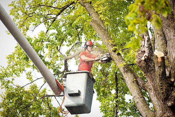  Avenal, CA Tree Care Services Pros