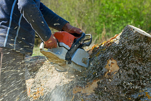 Best Tree Risk Assessment  in Avenal, CA