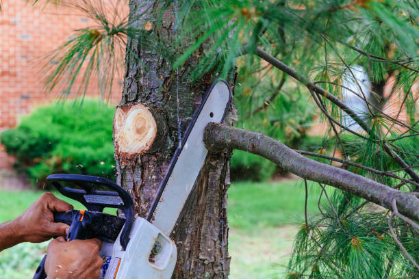 Best Tree Removal  in Avenal, CA